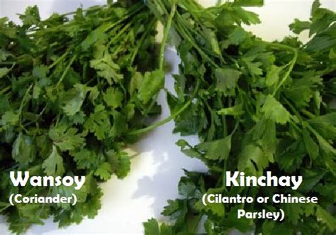 Kinchay Cilantro Coriander – Filipino Eyes.